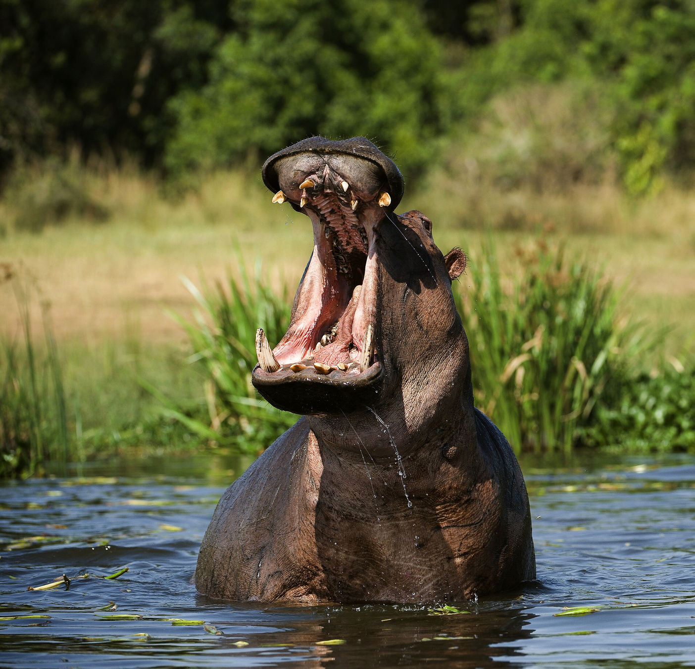 In defence of the HiPPO | Product Focus